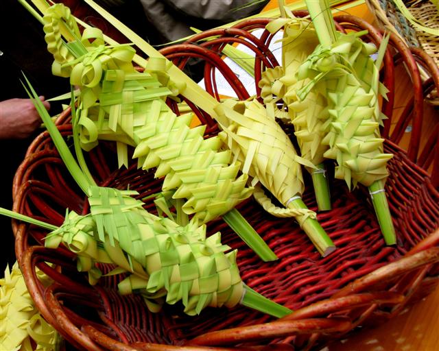 Palmes tressées (Bordighera)