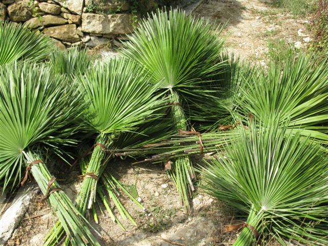 Récolte de feuilles de chamaerops (Bordighera) Récolte de feuilles de chamaerops (Bordighera)