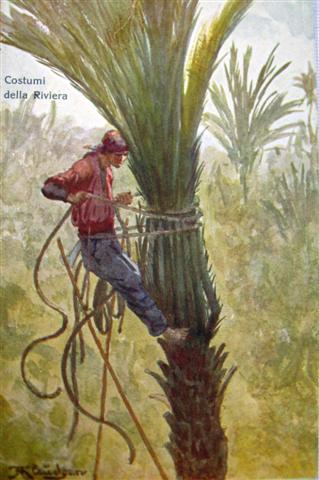 La ligature des palmes