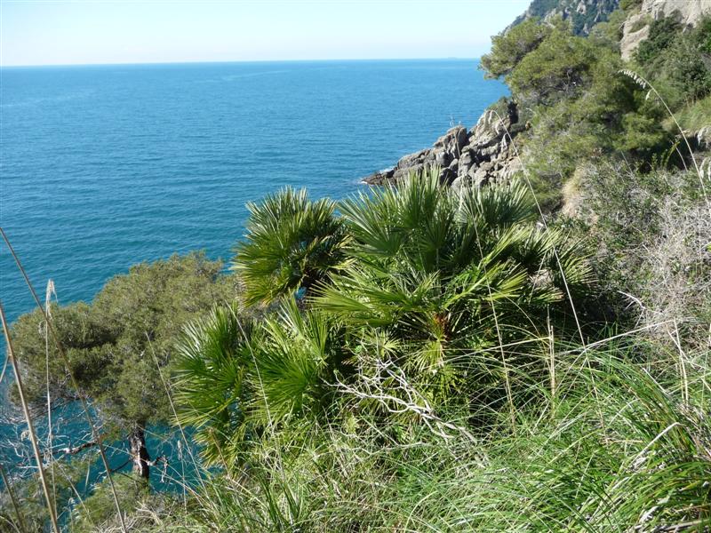 Reportage portofino chamaerops