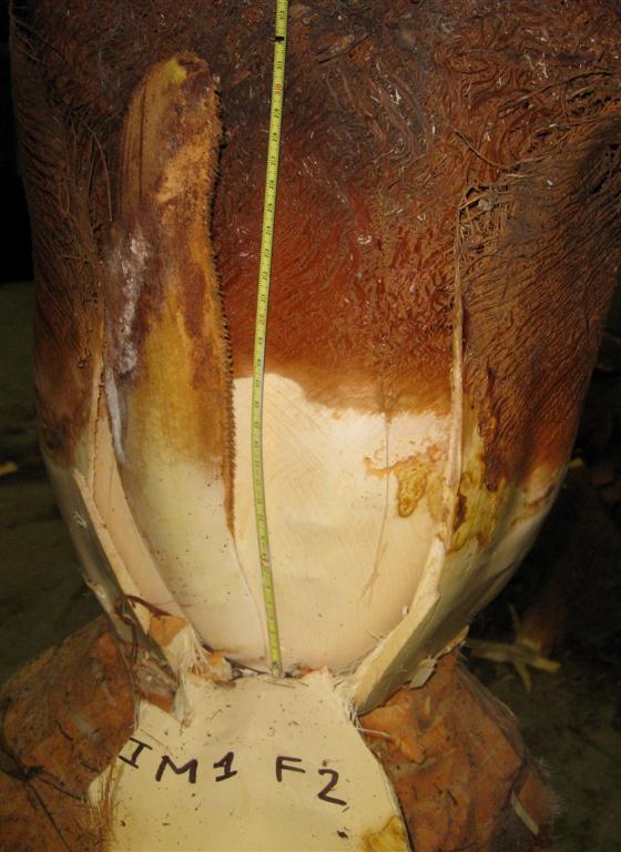 dissection palmiers Sanremo 2011 (Large)