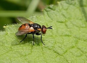 Gymnosoma rotundatum (Tachinidae) wikipedia